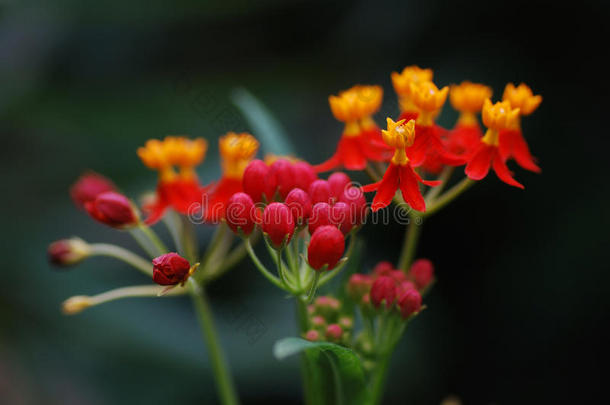 雨林中的橙红色花朵