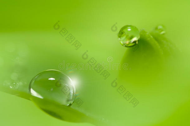 绿叶上的2毫米露水