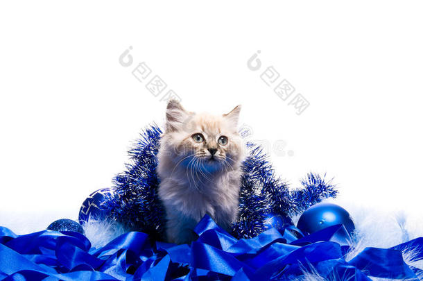 小猫涂上新年的蓝色绒毛