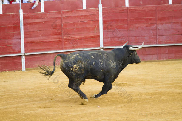 西班牙斗牛图片。黑牛