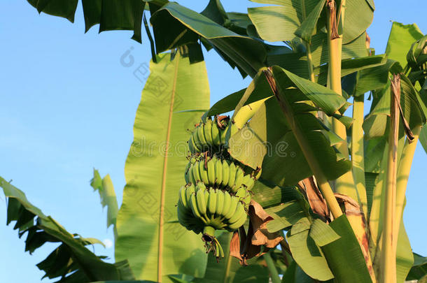 挂在树上的<strong>青香蕉</strong>