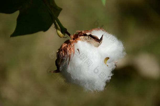 沙利特白棉品种