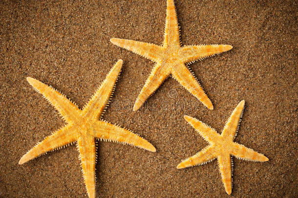 海滩上的海星或海星