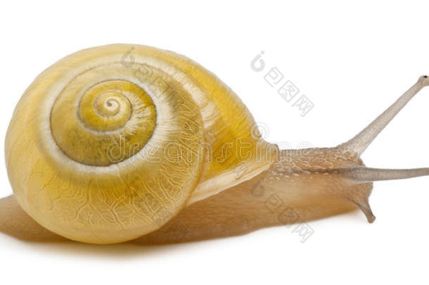 林蜗牛或褐唇蜗牛