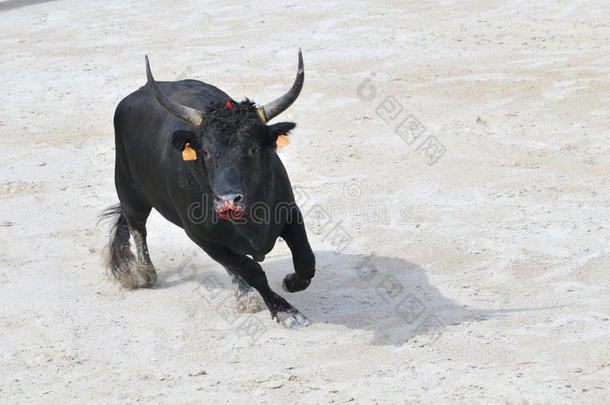 黑色公牛准备冲锋