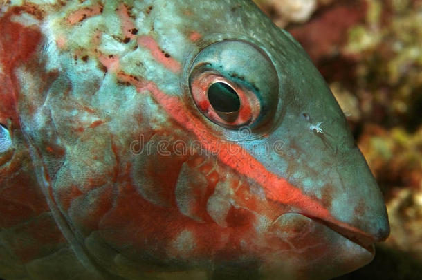 红带鹦鹉鱼的特写