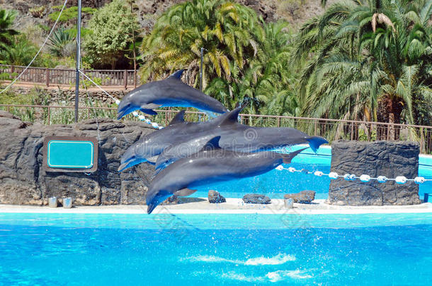 海豚表演跳海豚