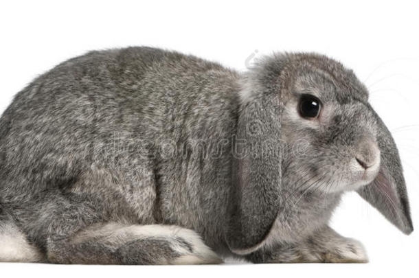 法国罗布兔，2个月大，大耳白兔