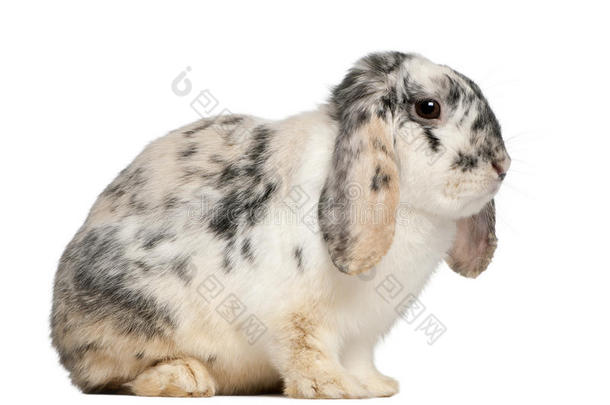 三色斑点法式罗布兔，2个月
