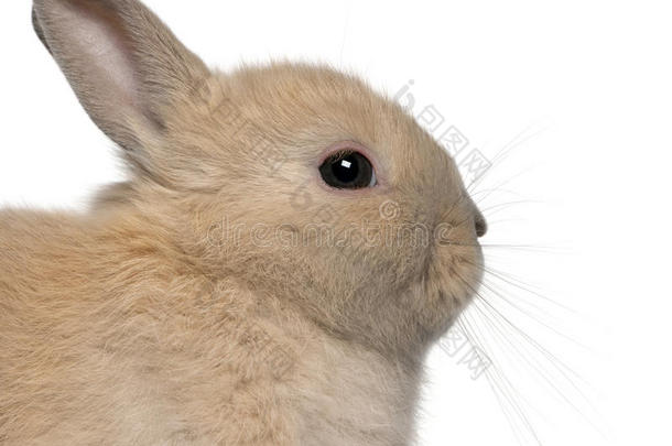 小兔在白兔面前的特写镜头