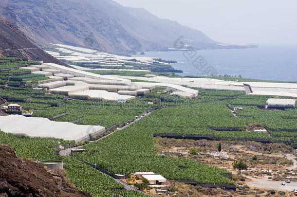 加那利群岛拉帕尔马的香蕉种植园