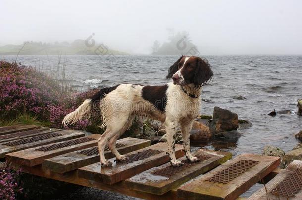 湖边工作型英国斯普林格猎犬