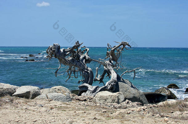 海滩上死去的迪维迪树