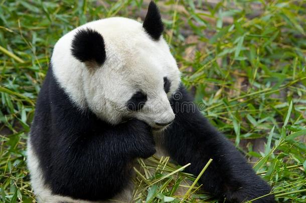 大熊猫吃的食物