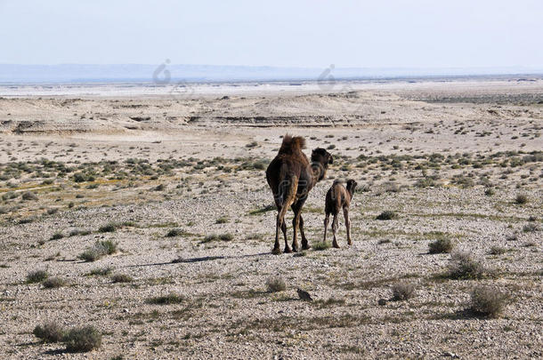一只母骆驼带着她的孩子在沙漠里，