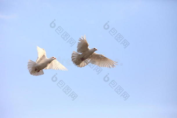 两只飞翔的白鸽