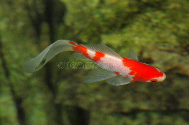 红白游鱼