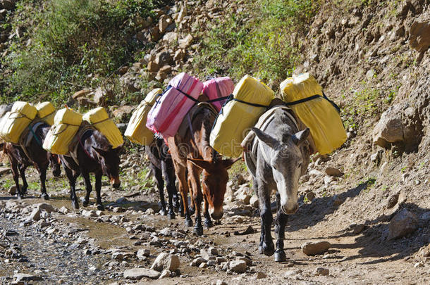 尼泊尔山区的驴<strong>车队</strong>