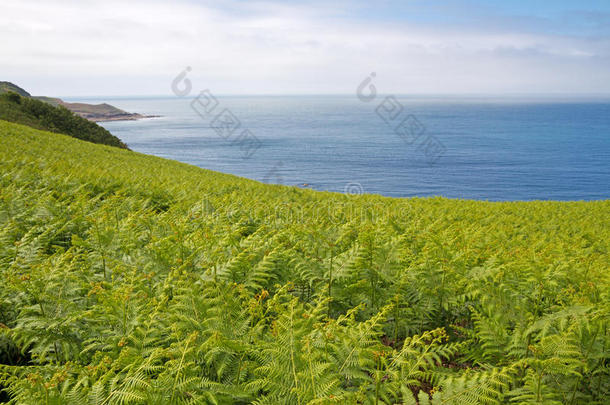 海岸上的蕨类植物（鳞毛蕨）