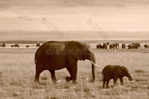 肯尼亚母象和小象的乌贼