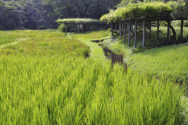 <strong>日本风景</strong>