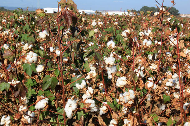 西班牙安达卢西亚塞维利亚附近的棉花种植园