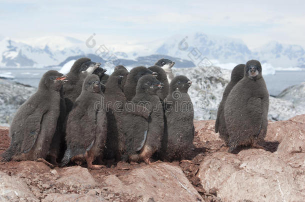 一群阿德利企鹅的<strong>雏鸟</strong>。