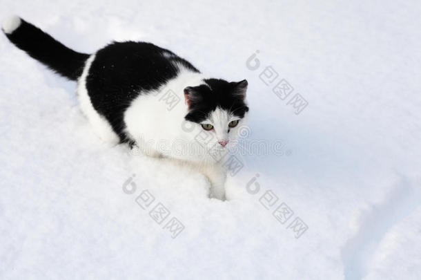 坐在雪地里的黑白<strong>小猫</strong>