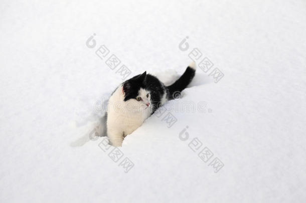 坐在雪地里的黑白小猫