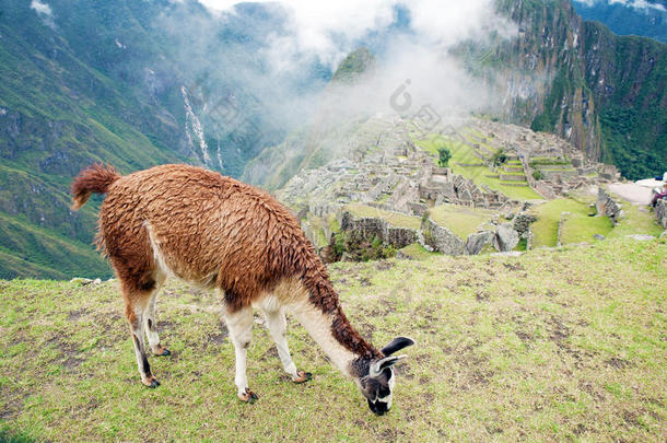 秘鲁马丘比丘失落之城的美洲驼