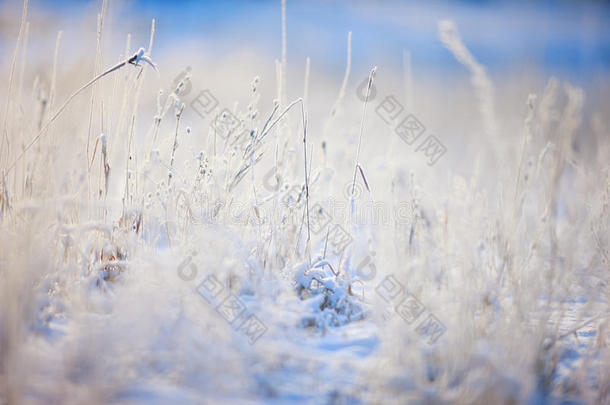 白雪覆盖的草