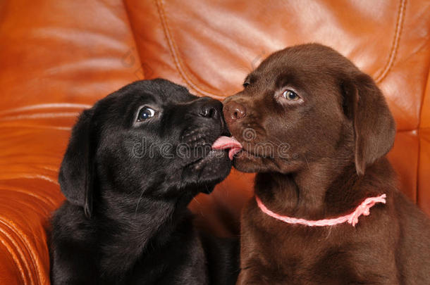 小拉布拉多犬互相亲吻