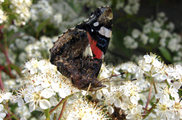 蝴蝶，凡妮莎亚特兰大，在花上休息