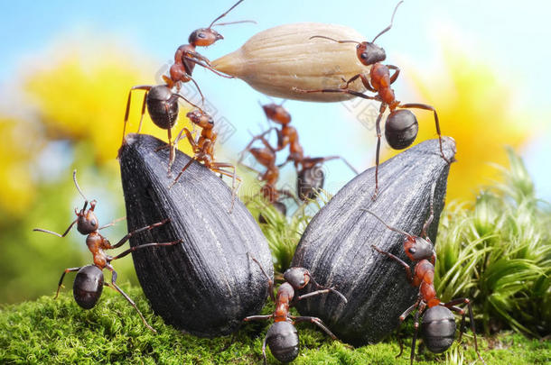 收割向日葵的蚂蚁团队，团队合作