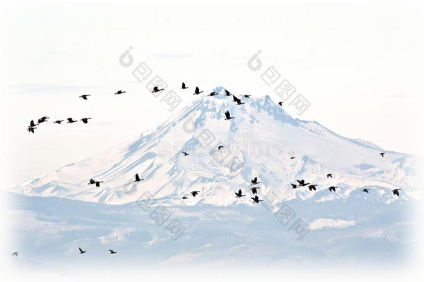 一群加拿大鹅在雪山上