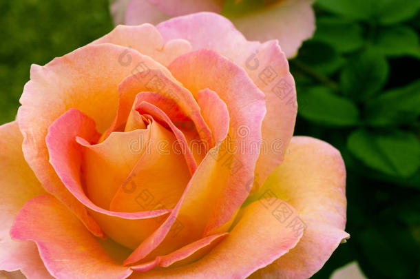 花园里美丽的粉红色<strong>淡黄色</strong>玫瑰。