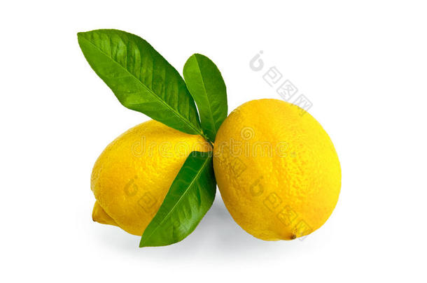 柠檬<strong>两片叶子</strong>