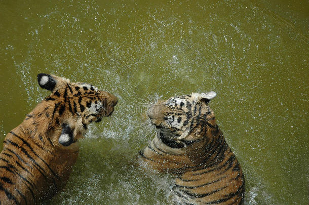 在水上嬉戏的老虎