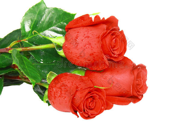 美丽的三朵红玫瑰。与世隔绝。