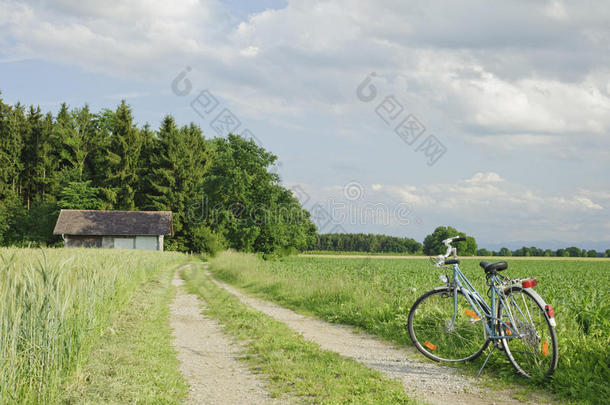 骑自行车去欧洲的绿色小麦农场。