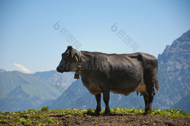 肥牛站在山上欣赏风景