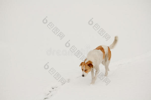 在雪地里遛狗和猎狗