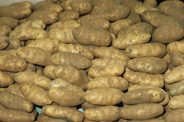 一排排土豆