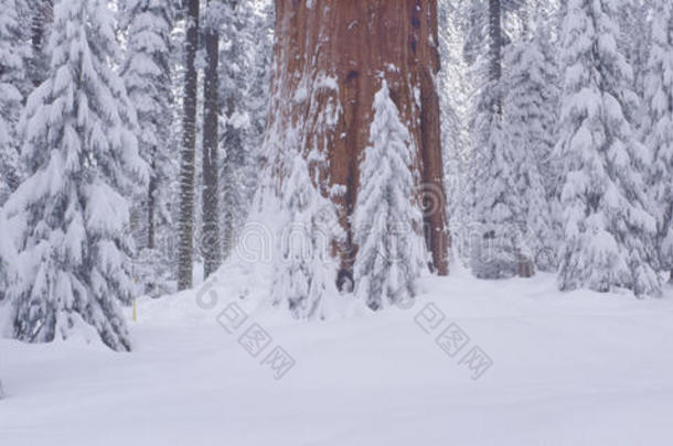 大森林里的冬雪，