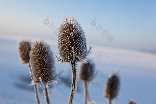 结了雪的种子在冰冻的湖边