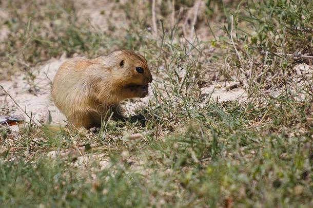 食蟹（草原犬）、土拨鼠、地鼠