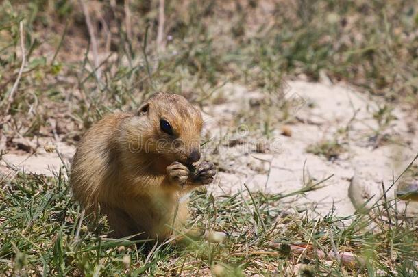 食蟹（草原犬）、土拨鼠、地鼠