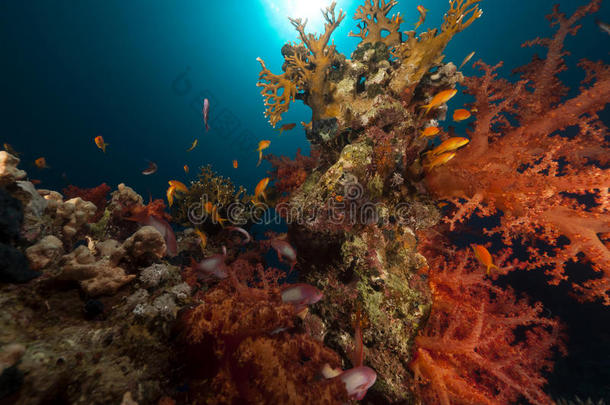 红海的热带珊瑚和海葵。