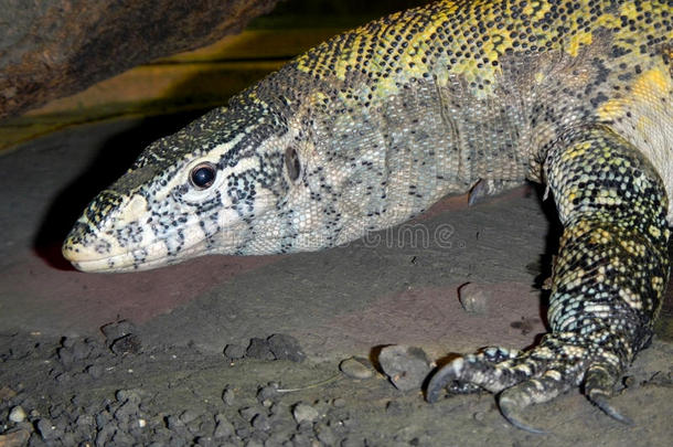 华丽监视器（varanus ornatus）