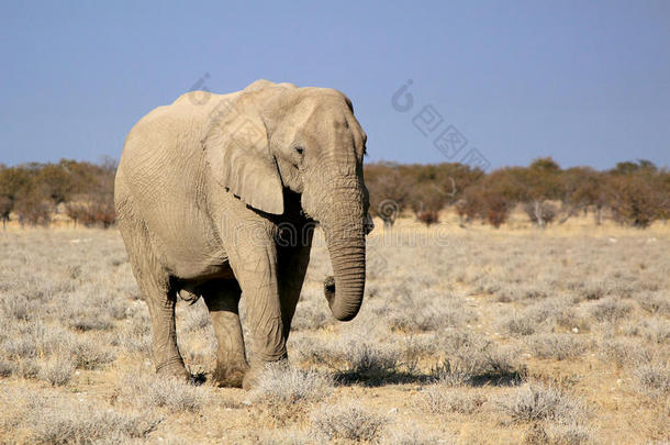 埃托沙野生动物保护区的非洲象公牛